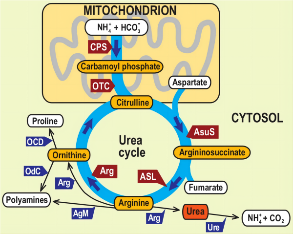 Figure_2._Schematics_of_canonical_urea_pathway,_including_cell_compartmentalization._[1](1).png